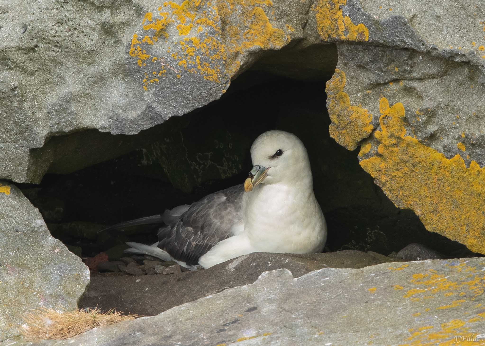 bird of iceland image 7